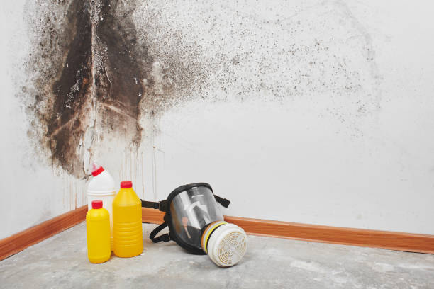 Mold Testing and Removal in Bagdad, AZ