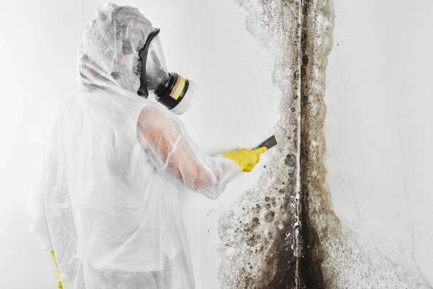 Best Toxic Mold Removal  in Bagdad, AZ