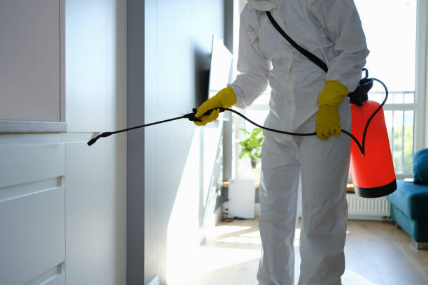 Best Professional Mold Removal  in Bagdad, AZ
