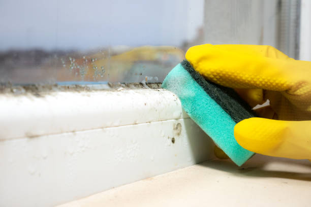 Best Crawl Space Mold Removal  in Bagdad, AZ