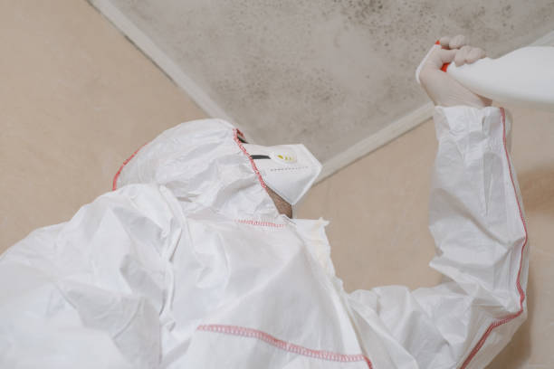 Mold Removal Process in Bagdad, AZ