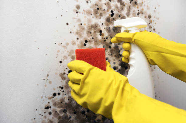 Best Professional Mold Removal  in Bagdad, AZ